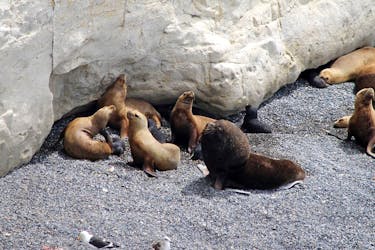 Visita guidata di Puerto Madryn e della riserva dei leoni marini di Punta Loma